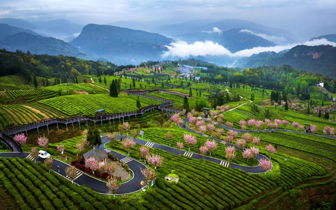 图:马边福来村茶山春景,摄影:何为