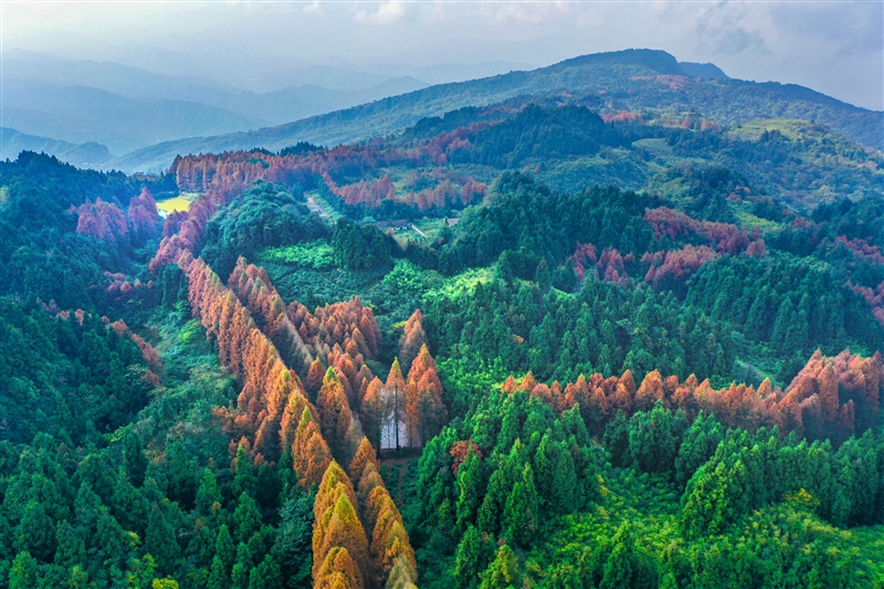 五马坪彩林 沐川融媒体中心供图